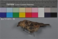 藏品(麻雀)的圖片